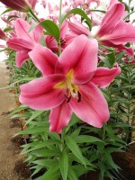 [4175 Alamosa VH No102.JPG]